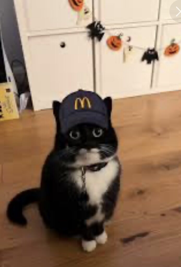 マック猫　